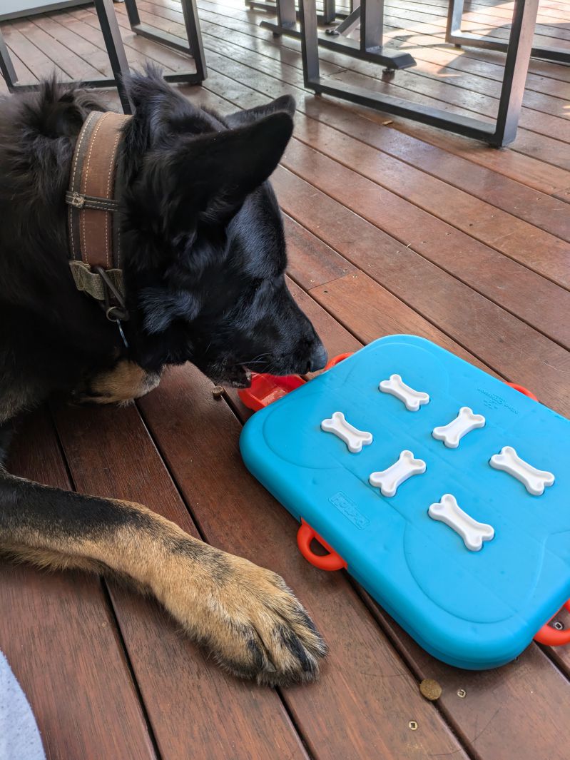 CAÇA-TESOUROS - COM PETISCOS PARA CÃES